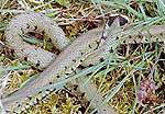 The grass snake