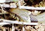 The grass snake - Head