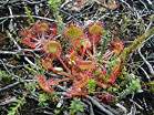 The insect eating Sundew � Studland United Nudists