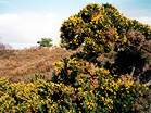 Gorse bushes in the heathland � Studland United Nudists