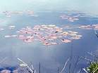 Lilies on the The Little Sea at the traditional nudist area at Studland � Studland United Nudists
