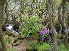 Rhododendrons in the swampy woodland � Studland United Nudists