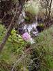 Rhododendrons in the swampy woodland � Studland United Nudists
