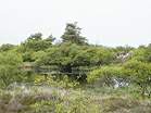 Dunes around the Lily Pond have been used by nudists for decades � Studland United Nudists