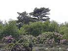 Rhododendrons in the traditional nudist area � Studland United Nudists