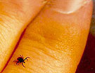 Deer ticks are tiny - shown on finger